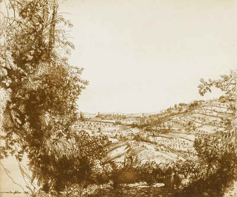 Olivenhaine von Donald Shaw MacLaughlan