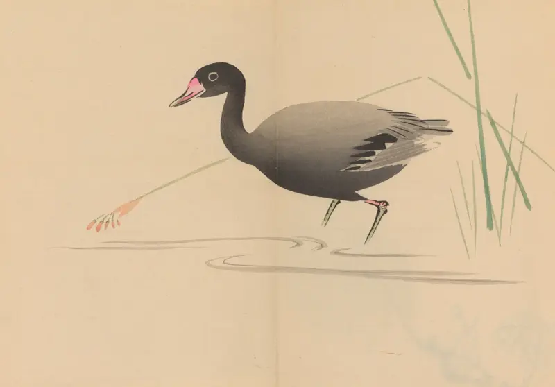 Zeshin iboku tairyūkyo gafu, Pl.07 av Shibata Zeshin
