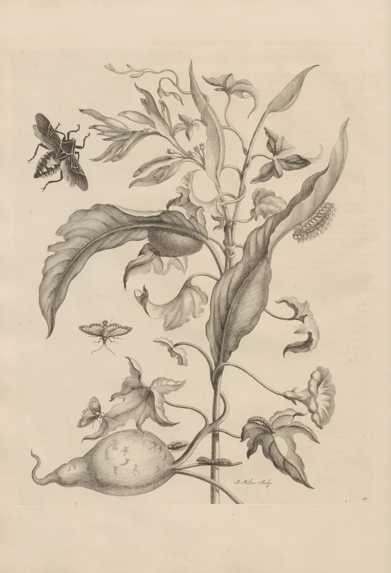 Avhandling om insekternas fortplantning och metamorfoser i Surinam, plansch 41 av Maria Sibylla Merian