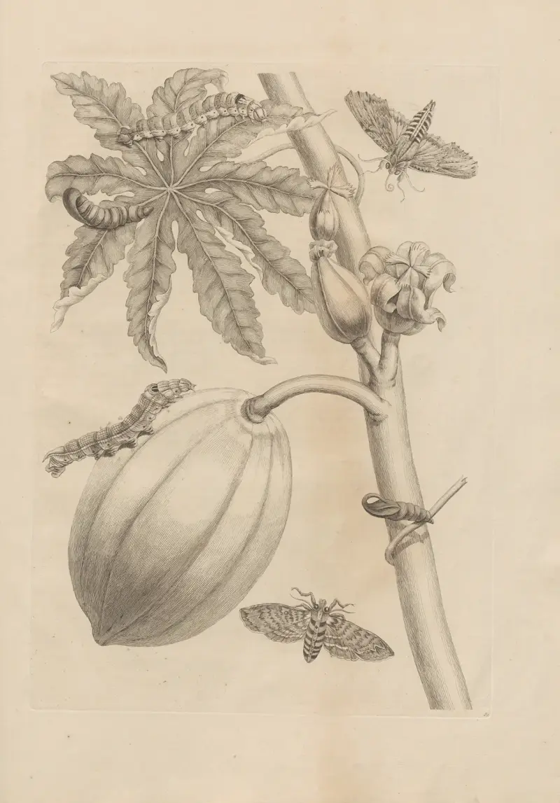 Avhandling om insekternas fortplantning och metamorfoser i Surinam, plansch 64 av Maria Sibylla Merian