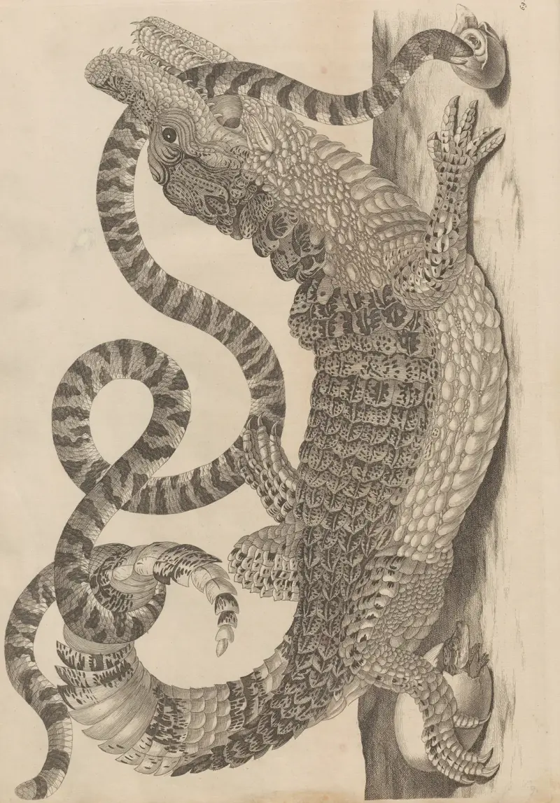 Dissertatio de generatione et metamorphosibus insectorum surinamensium Pl.69 av Maria Sibylla Merian