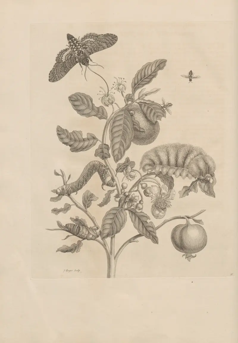 Dissertatio de generatione et metamorphosibus insectorum surinamensium Pl.57 av Maria Sibylla Merian