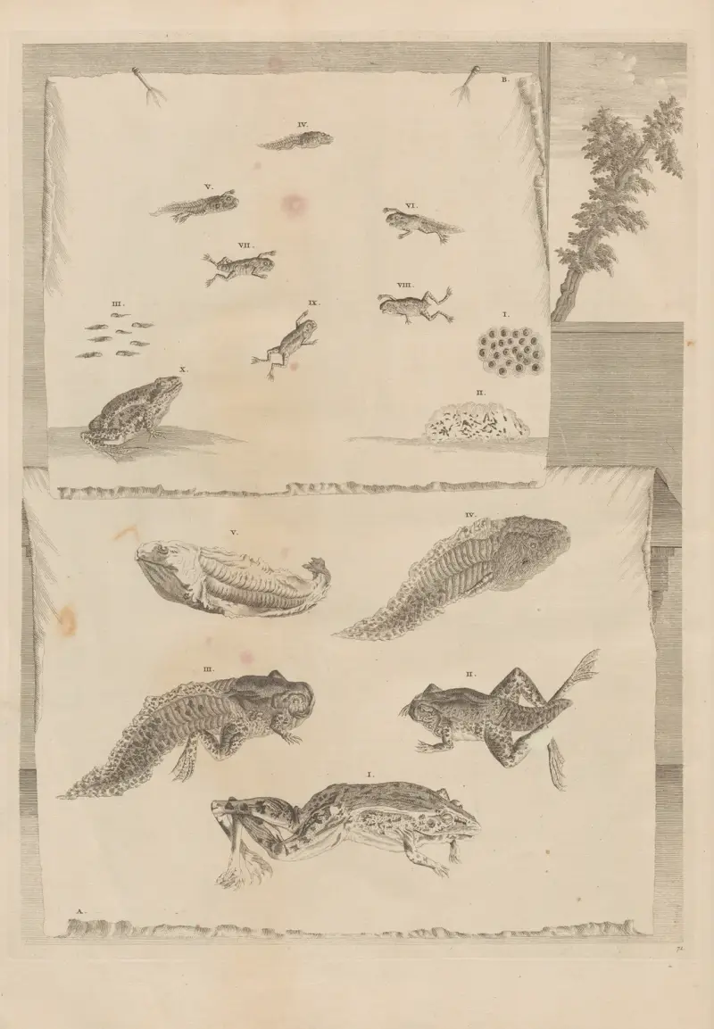 Dissertatio de generatione et metamorphosibus insectorum surinamensium, Taf. 71 von Maria Sibylla Merian