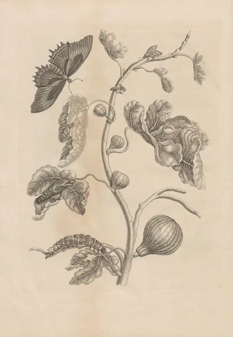 Dissertatio de generatione et metamorphosibus insectorum surinamensium Pl.67 av Maria Sibylla Merian