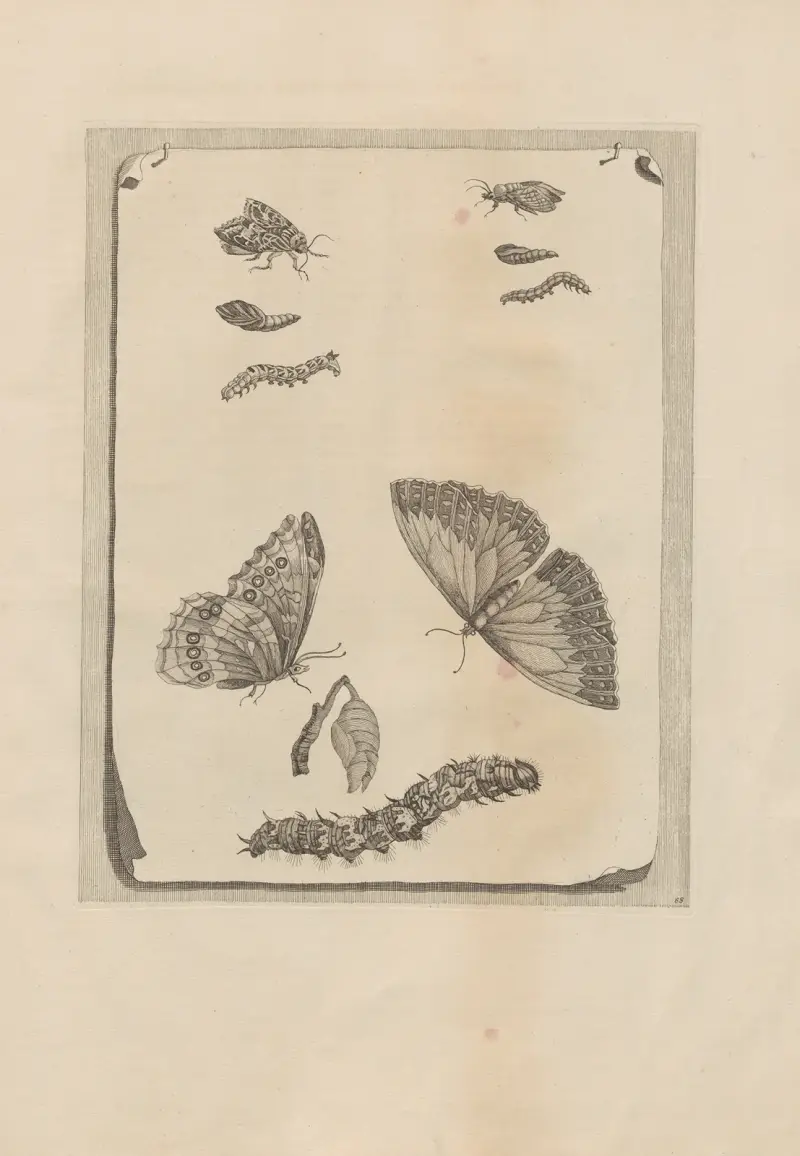 Dissertatio de generatione et metamorphosibus insectorum surinamensium, Taf. 68 von Maria Sibylla Merian