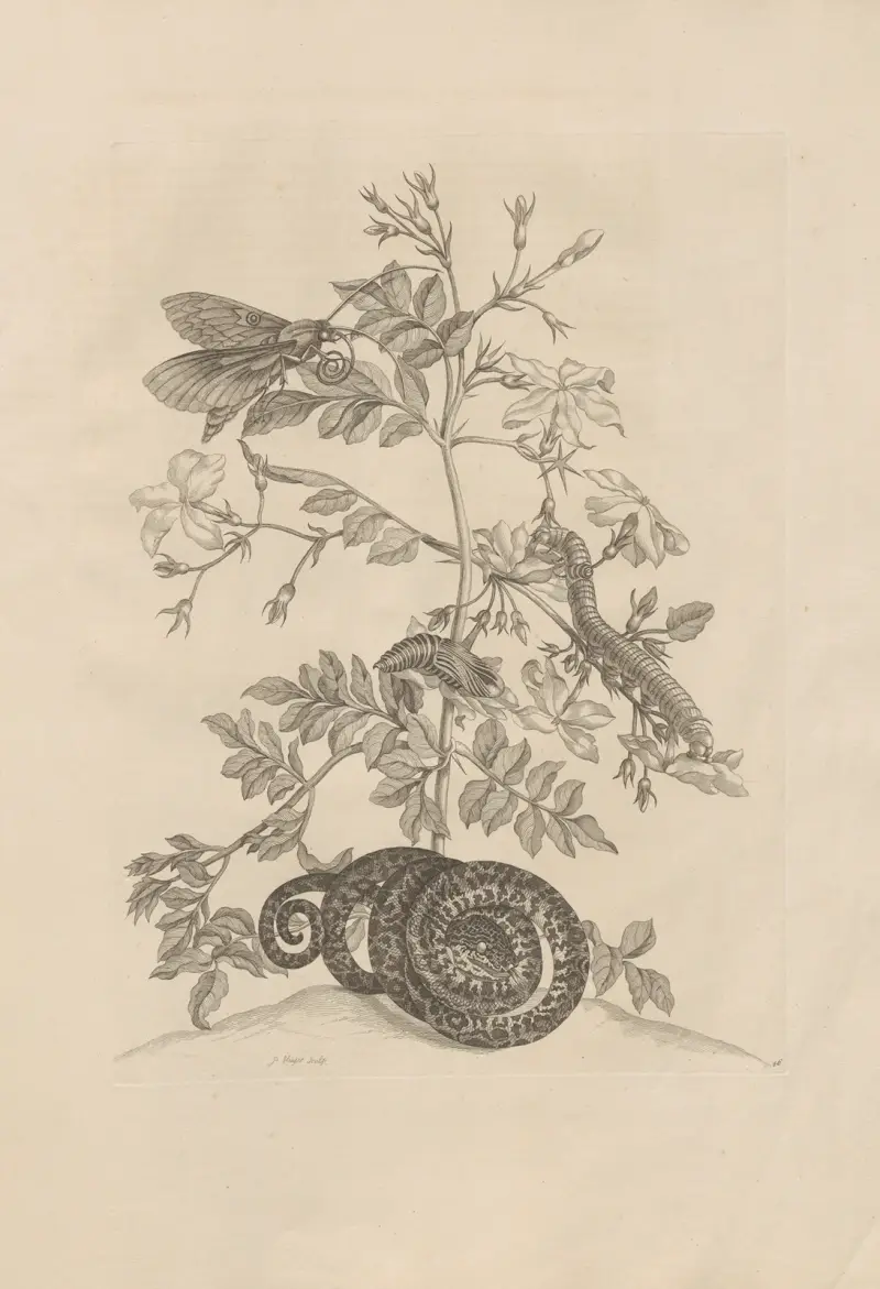 Dissertatio de generatione et metamorphosibus insectorum surinamensium Pl.46 av Maria Sibylla Merian