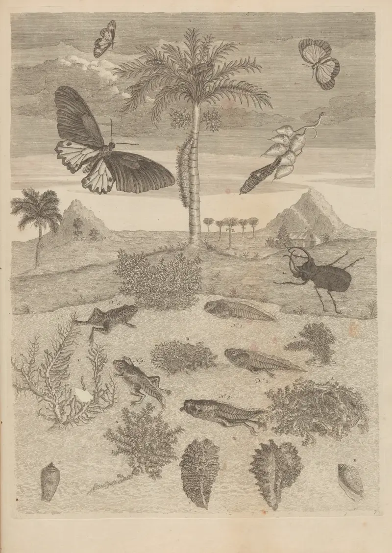 Dissertatio de generatione et metamorphosibus insectorum surinamensium, Taf. 72 von Maria Sibylla Merian