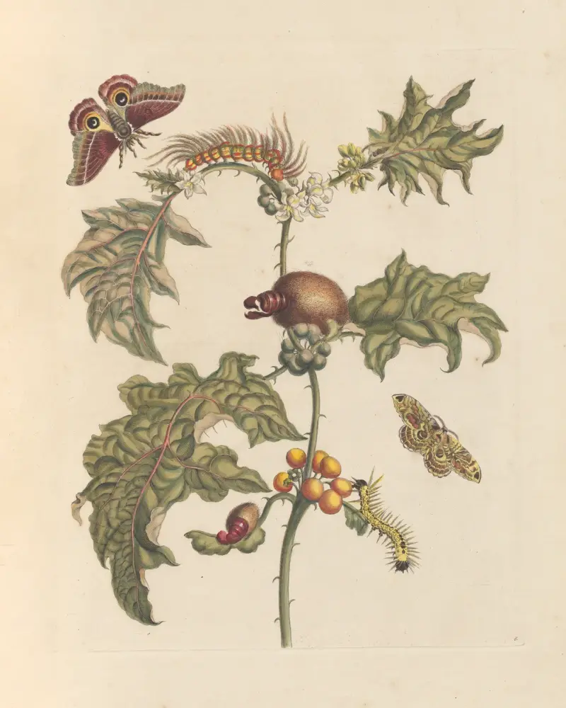 Dissertation sur la generation et les transformations des insectes de Surinam Pl.67 av Maria Sibylla Merian