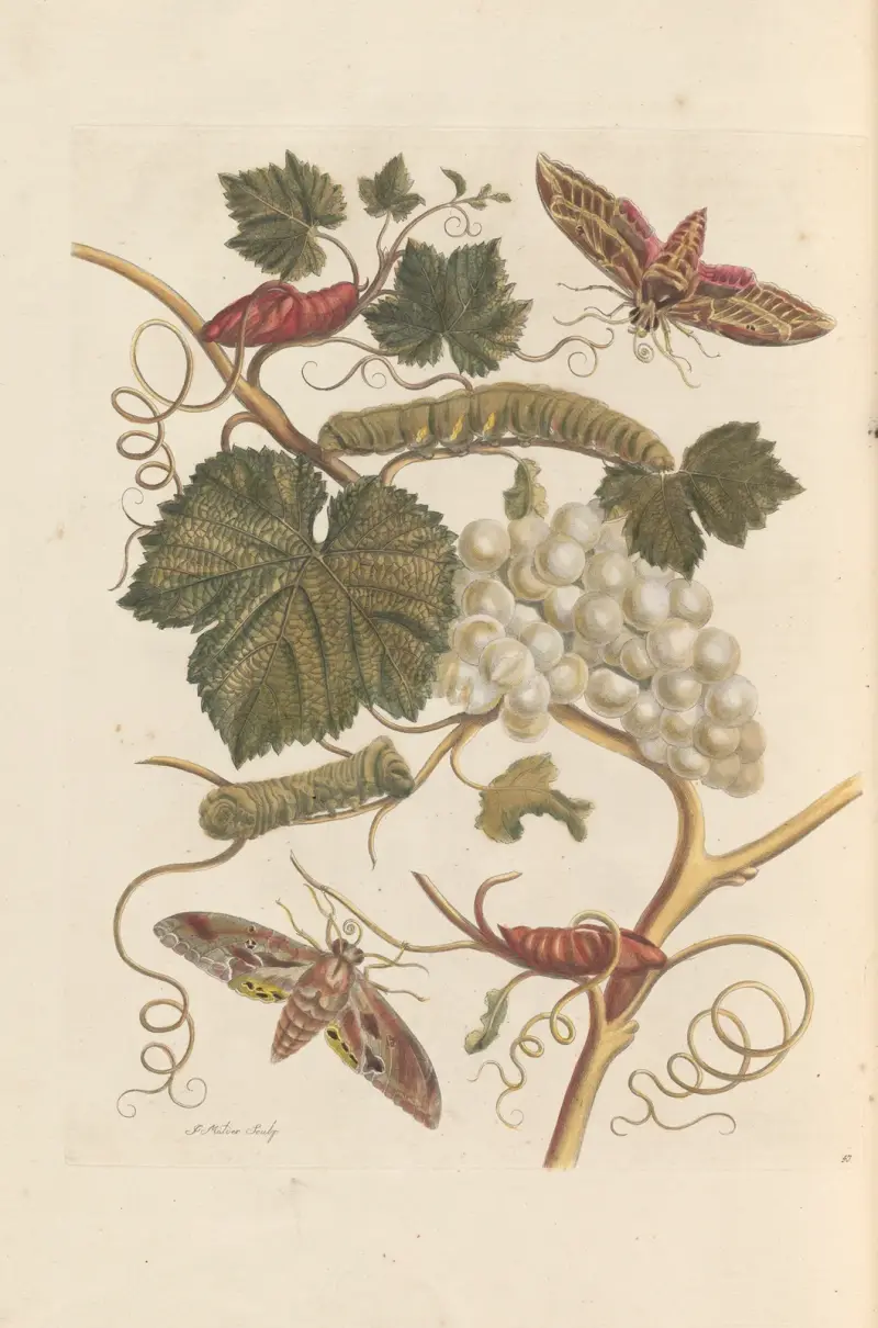 Dissertation sur la generation et les transformations des insectes de Surinam Pl.37 av Maria Sibylla Merian