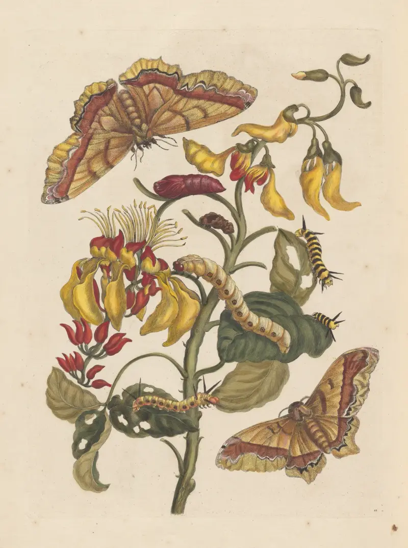 Dissertatio de generatione et metamorphosibus insectorum surinamensium, tabl. 68, 1705, Maria Sibylla Merian