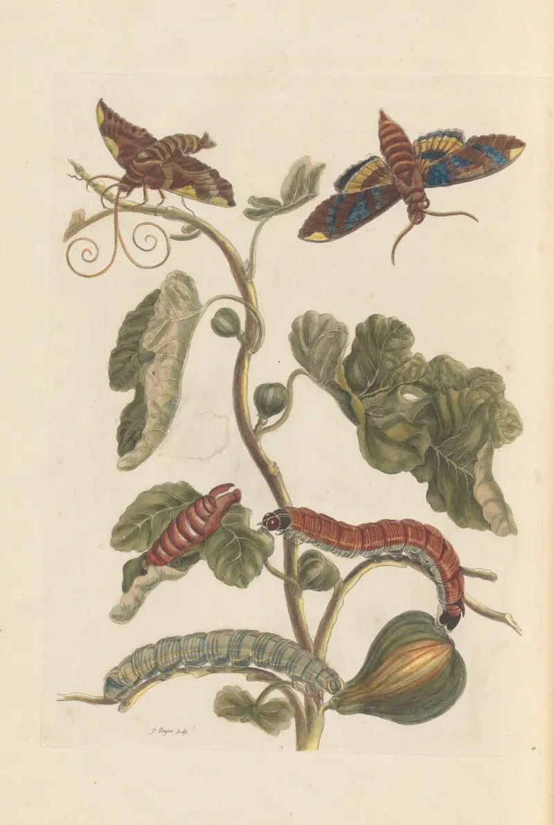 Dissertation sur la generation et les transformations des insectes de Surinam Pl.34 av Maria Sibylla Merian