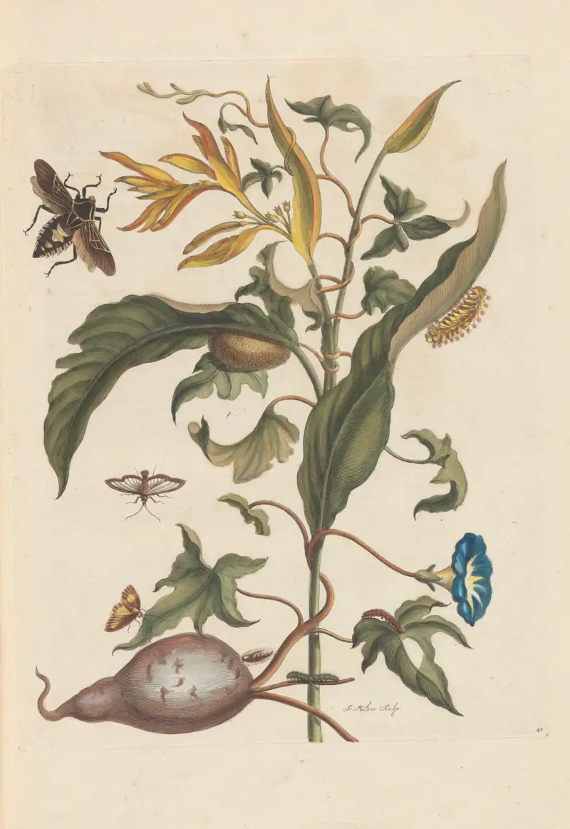 Dissertation sur la generation et les transformations des insectes de Surinam Pl.70 av Maria Sibylla Merian