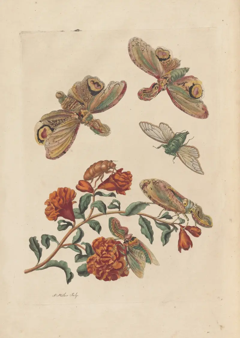 Dissertation sur la generation et les transformations des insectes de Surinam Pl.60 av Maria Sibylla Merian