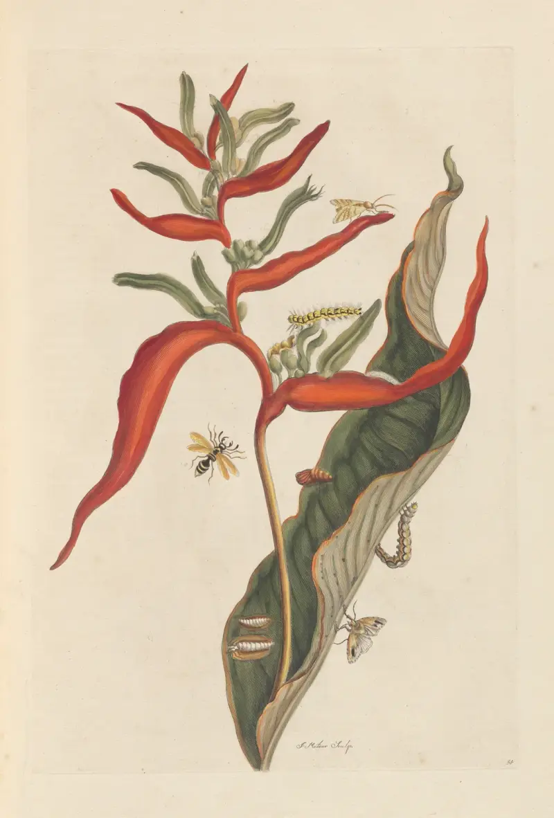 Dissertation sur la generation et les transformations des insectes de Surinam Pl.39 av Maria Sibylla Merian