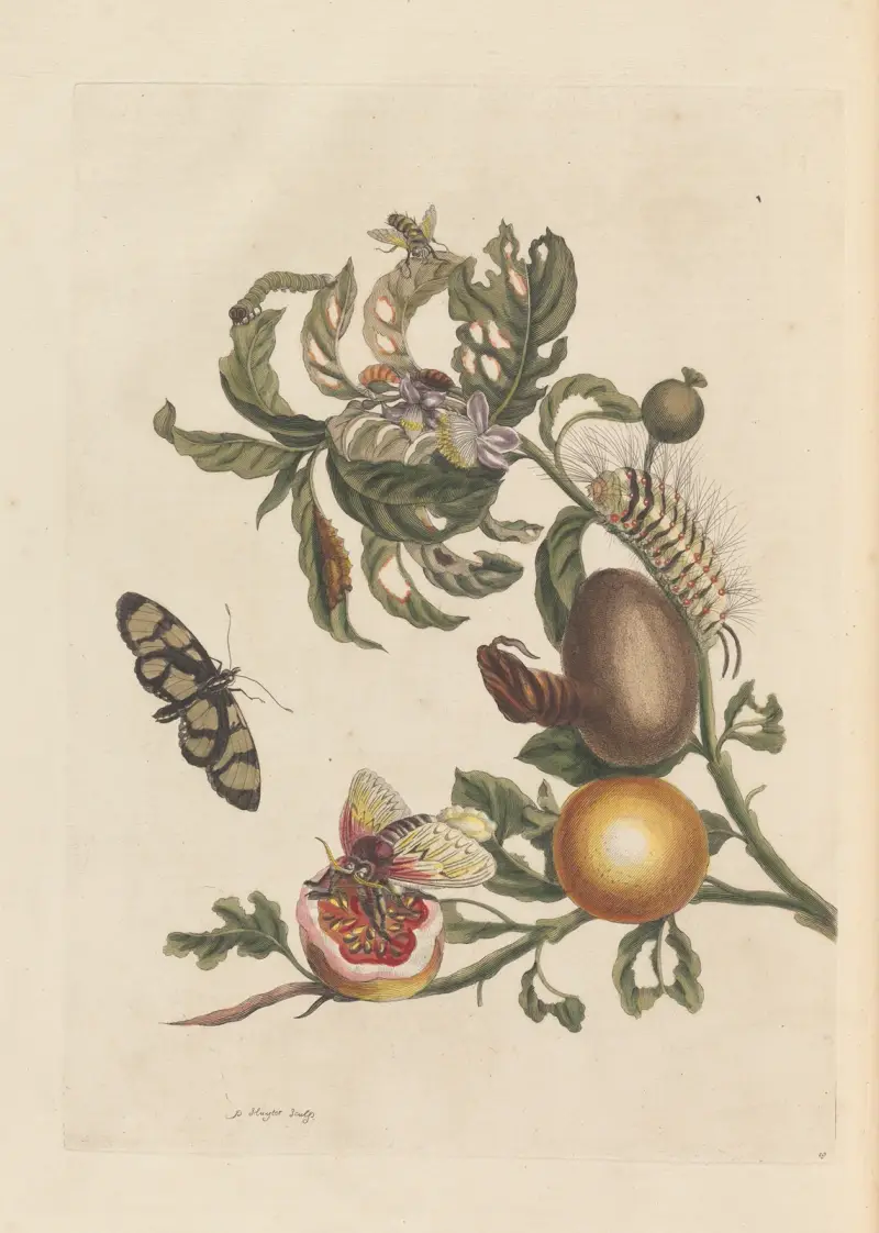 Dissertation sur la generation et les transformations des insectes de Surinam Pl.38 av Maria Sibylla Merian