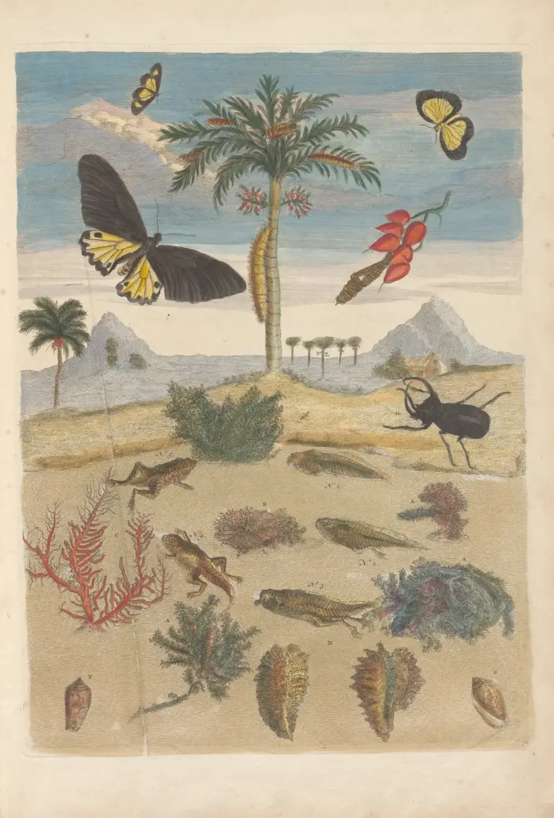 Dissertation sur la generation et les transformations des insectes de Surinam Pl.43 av Maria Sibylla Merian