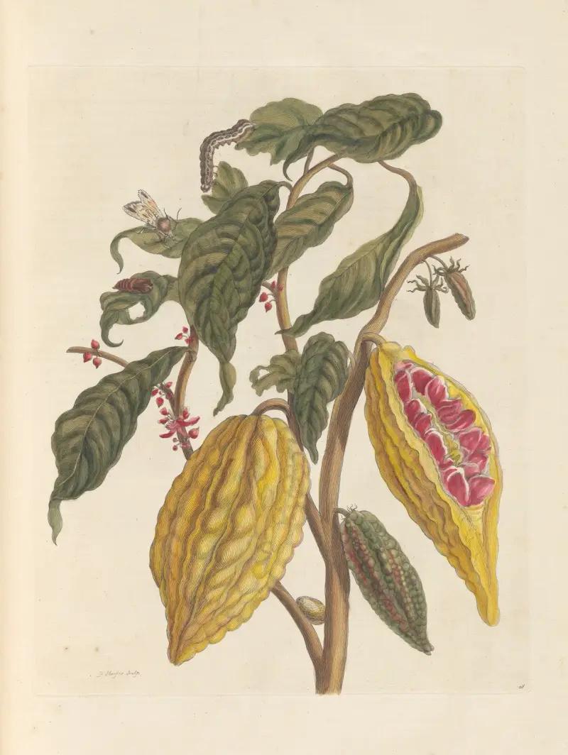 Abhandlung über die Erzeugung und Verwandlung der Insekten von Surinam Taf. 33 von Maria Sibylla Merian