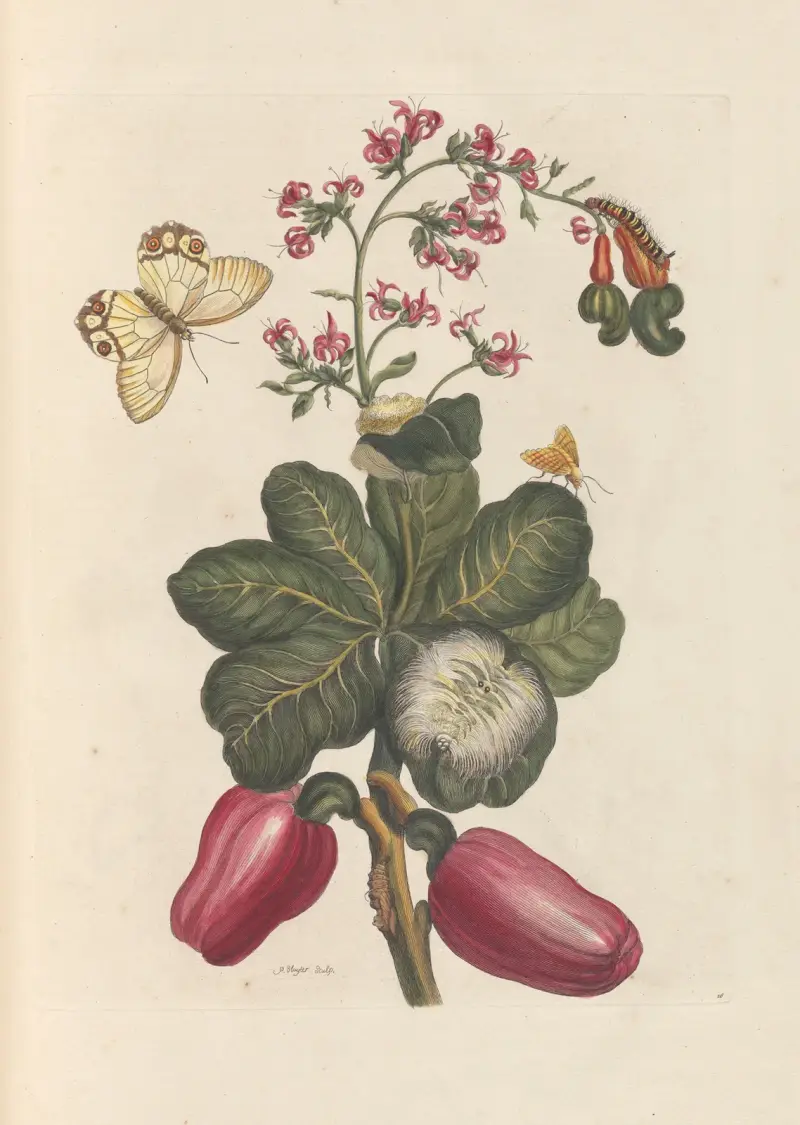 Dissertation sur la generation et les transformations des insectes de Surinam Pl.36 av Maria Sibylla Merian