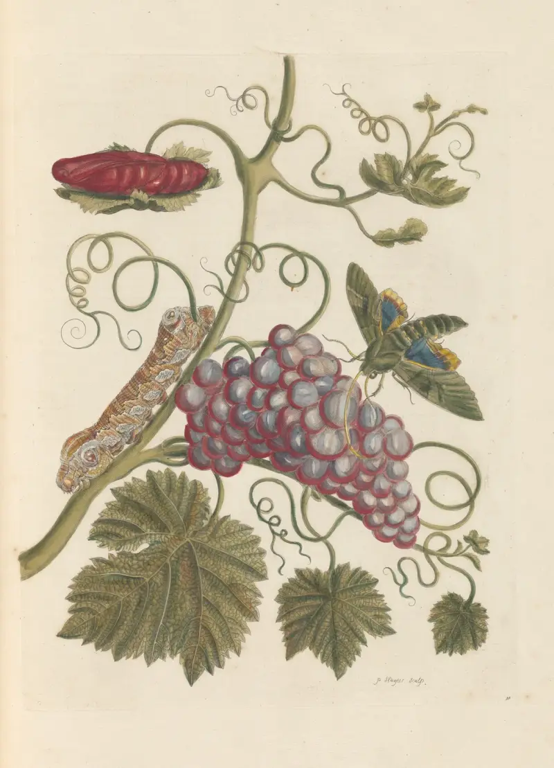 Dissertation sur la generation et les transformations des insectes de Surinam Pl.49 av Maria Sibylla Merian