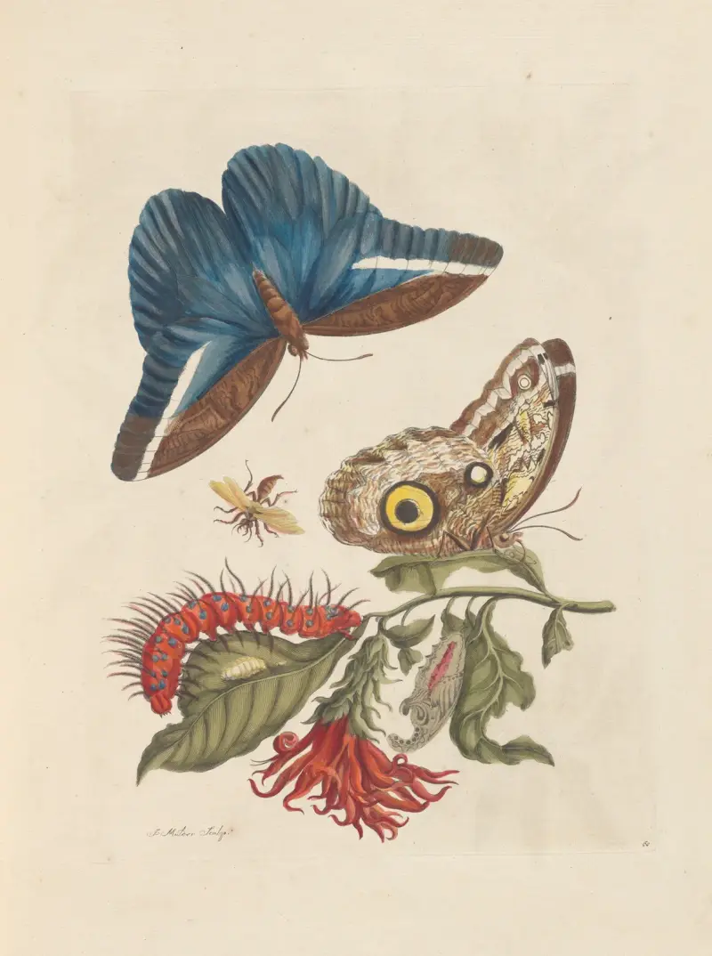 Abhandlung über die Fortpflanzung und Verwandlung der Insekten in Surinam, Taf. 48 von Maria Sibylla Merian