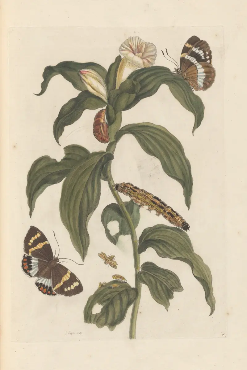 Dissertation sur la generation et les transformations des insectes de Surinam Pl.44 av Maria Sibylla Merian