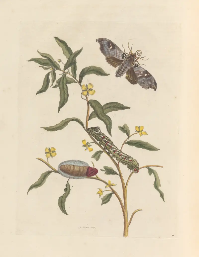 Dissertation sur la generation et les transformations des insectes de Surinam Pl.71 av Maria Sibylla Merian