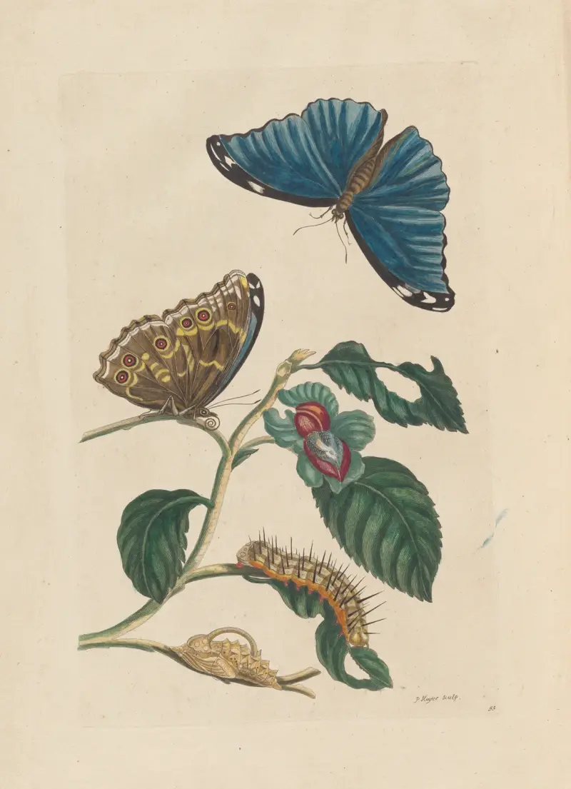 Dissertation sur la generation et les transformations des insectes de Surinam Pl.51 av Maria Sibylla Merian