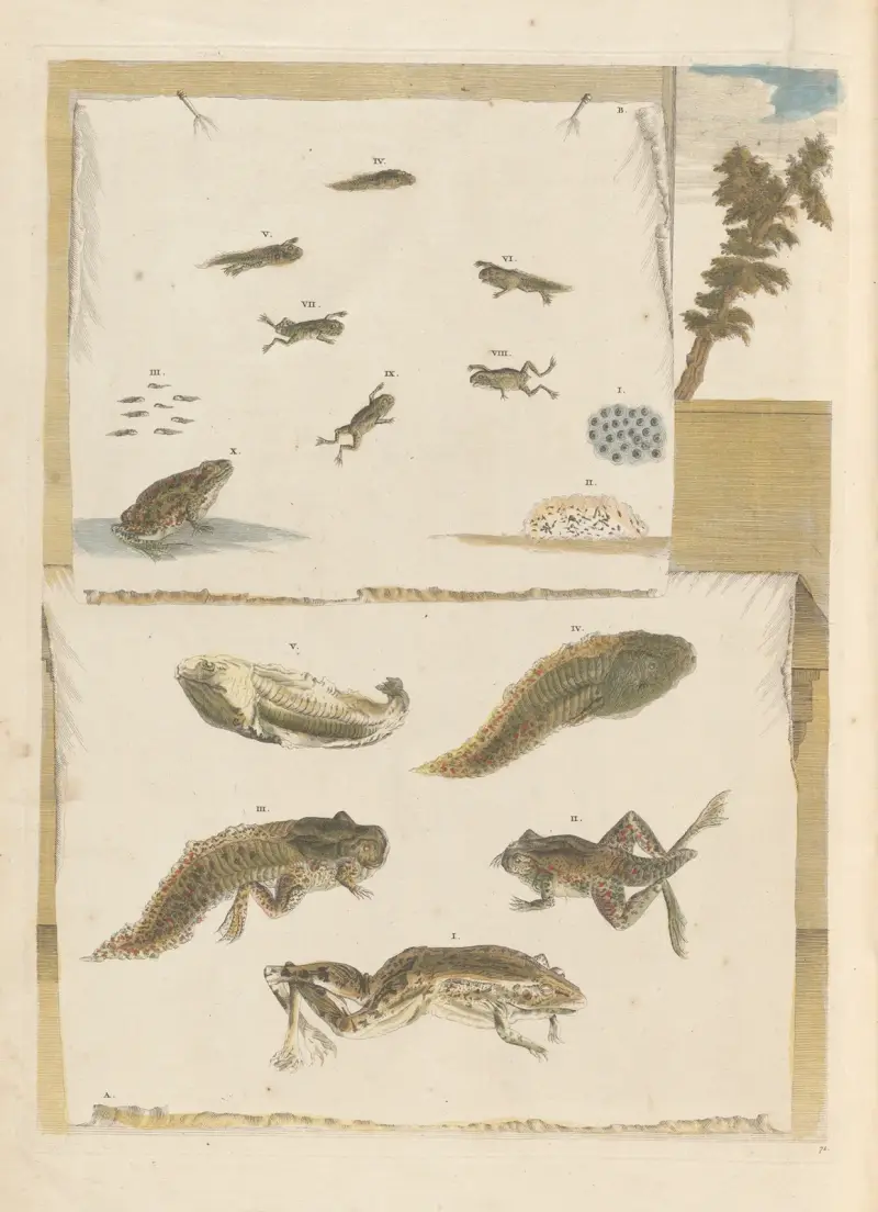 Dissertation sur la generation et les transformations des insectes de Surinam Pl.72 av Maria Sibylla Merian