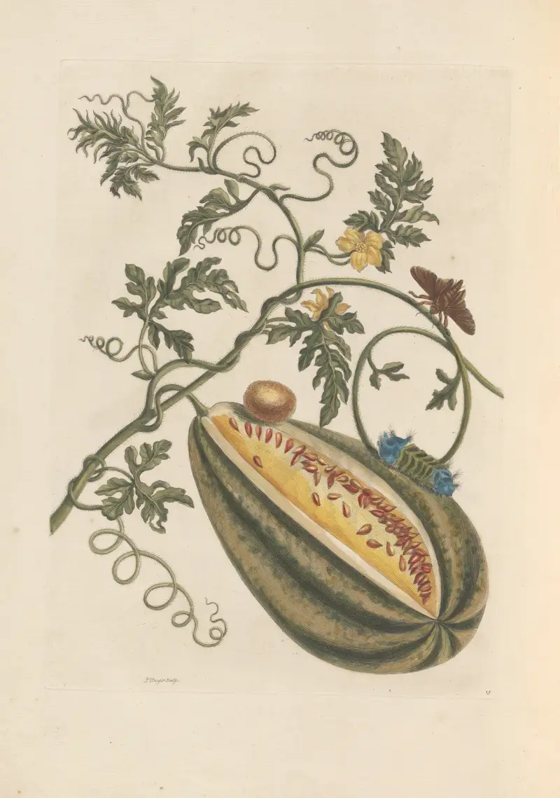 Dissertation sur la generation et les transformations des insectes de Surinam Pl.57 av Maria Sibylla Merian