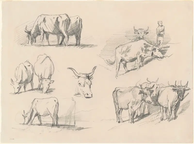 Studia nad bydłem, John Singer Sargent