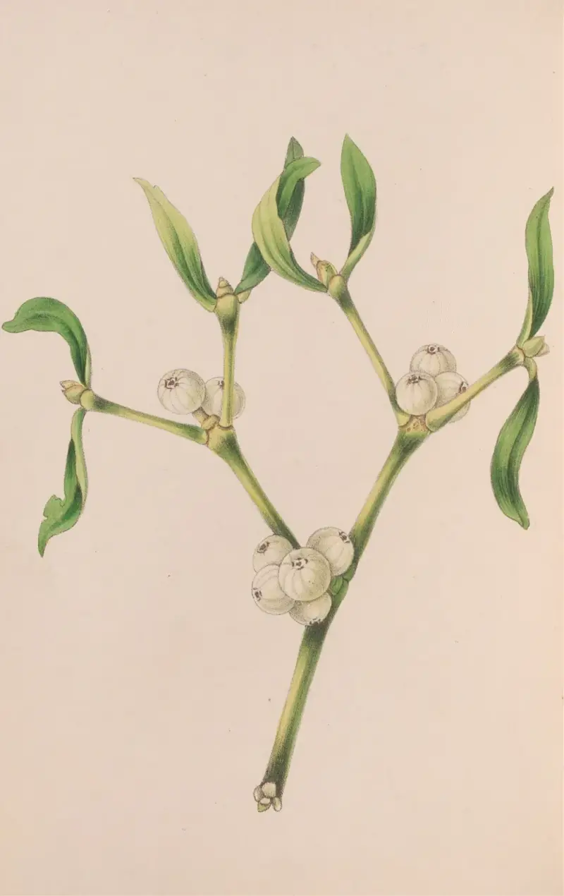 Ciemiernik biały, John Stevens Henslow