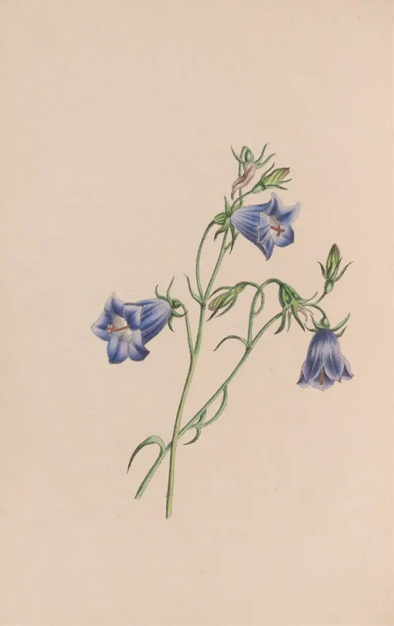Everlasting, John Stevens Henslow