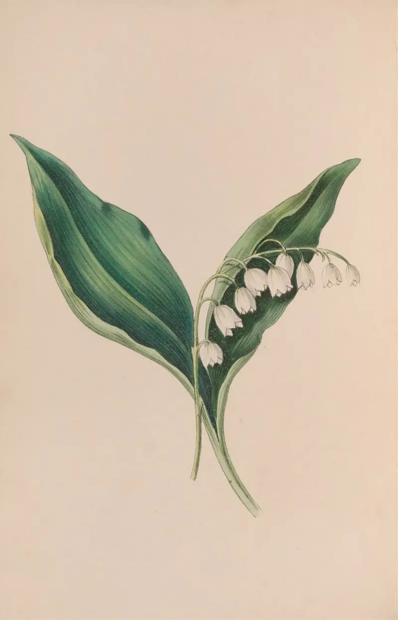 Pomněnka, John Stevens Henslow