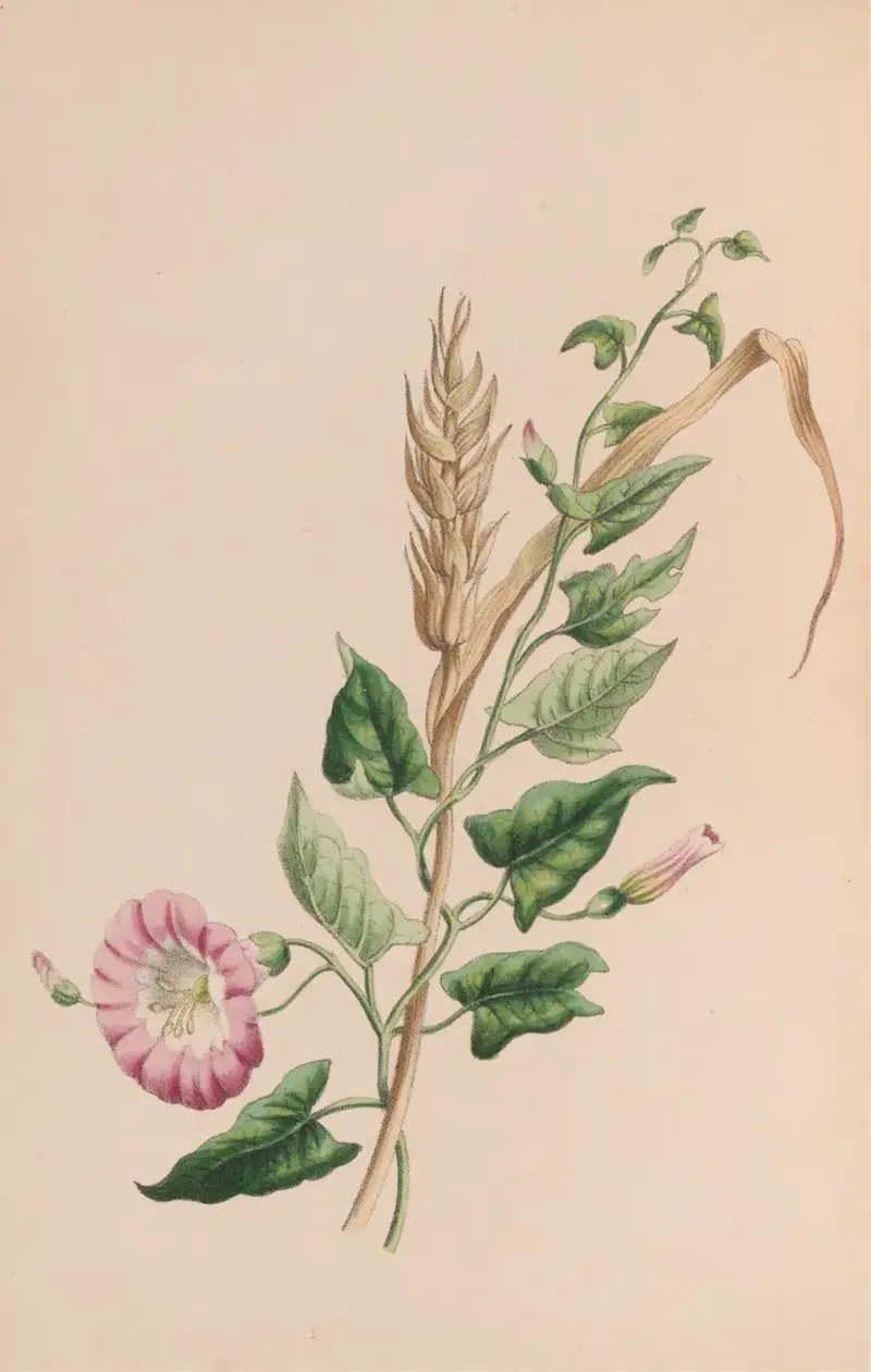 Geranium, John Stevens Henslow