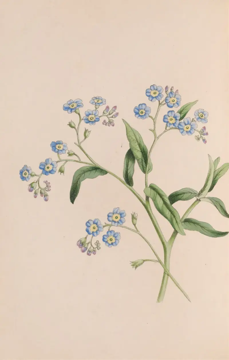 Trawa, John Stevens Henslow