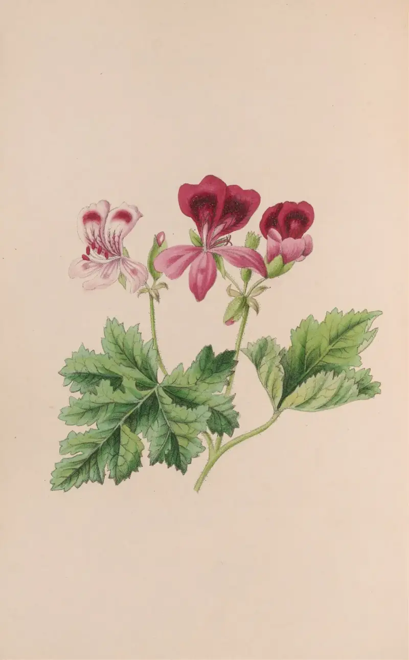 Dzwonek okrągłolistny, John Stevens Henslow