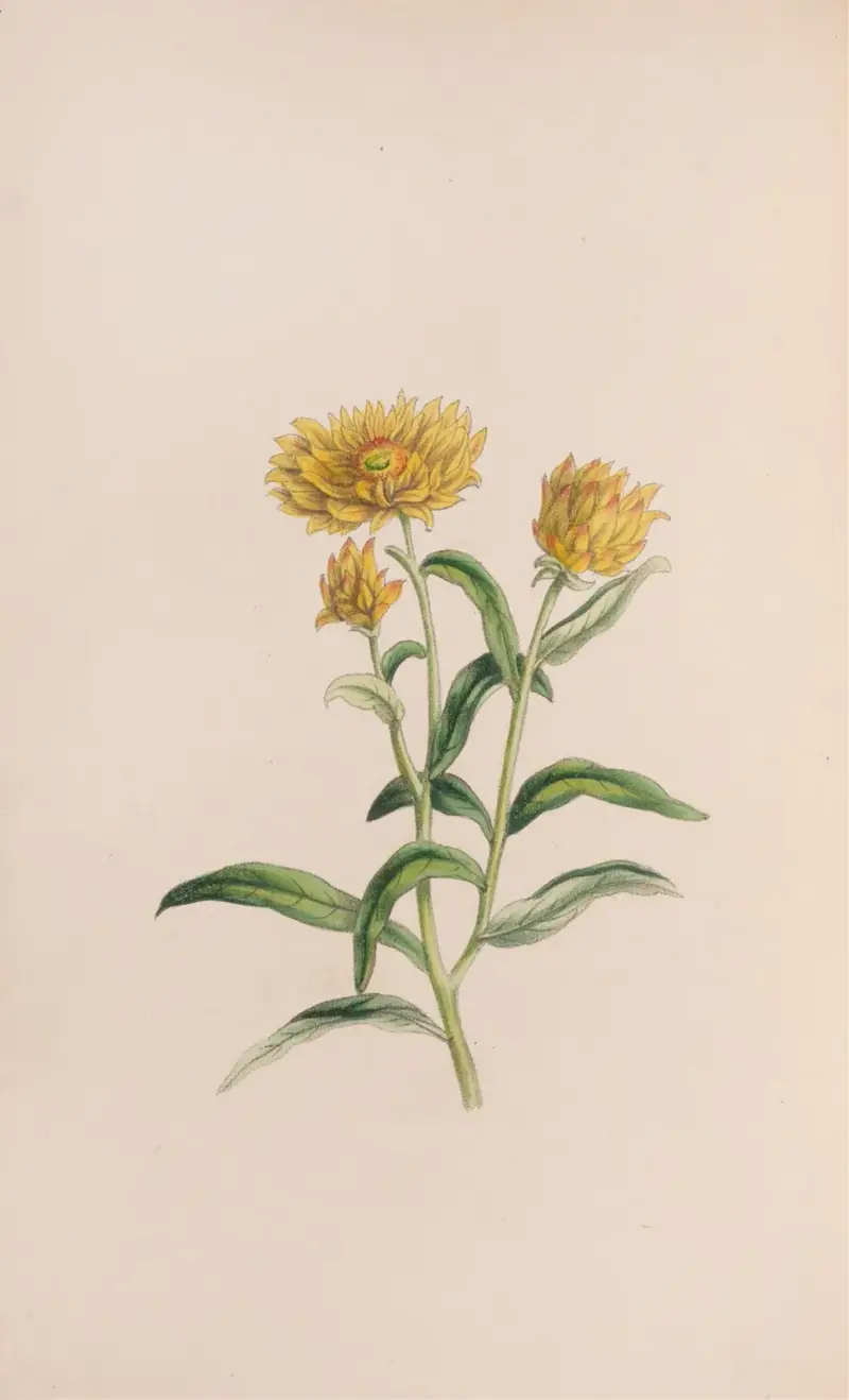 Jasmín, John Stevens Henslow