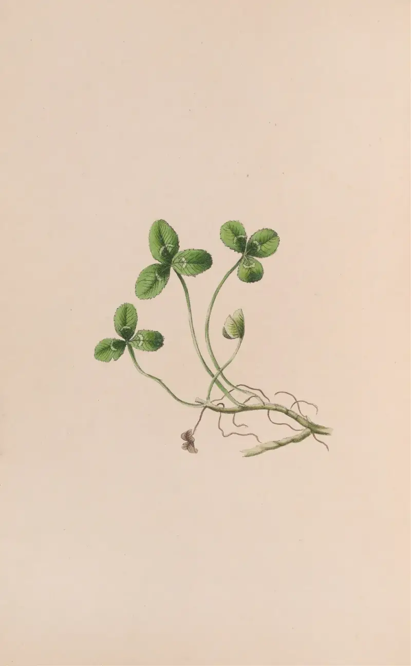 Lily Of The Valley av John Stevens Henslow