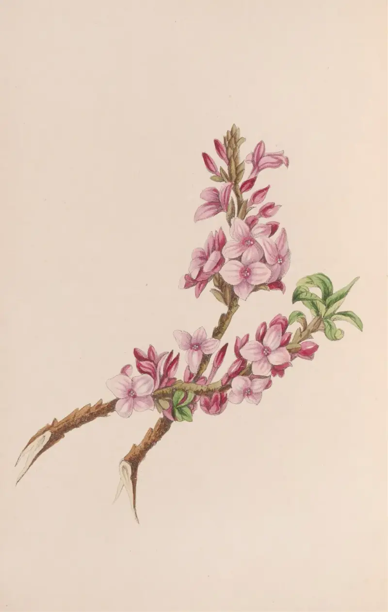 Mezereon (Gewöhnlicher Seidelbast) von John Stevens Henslow