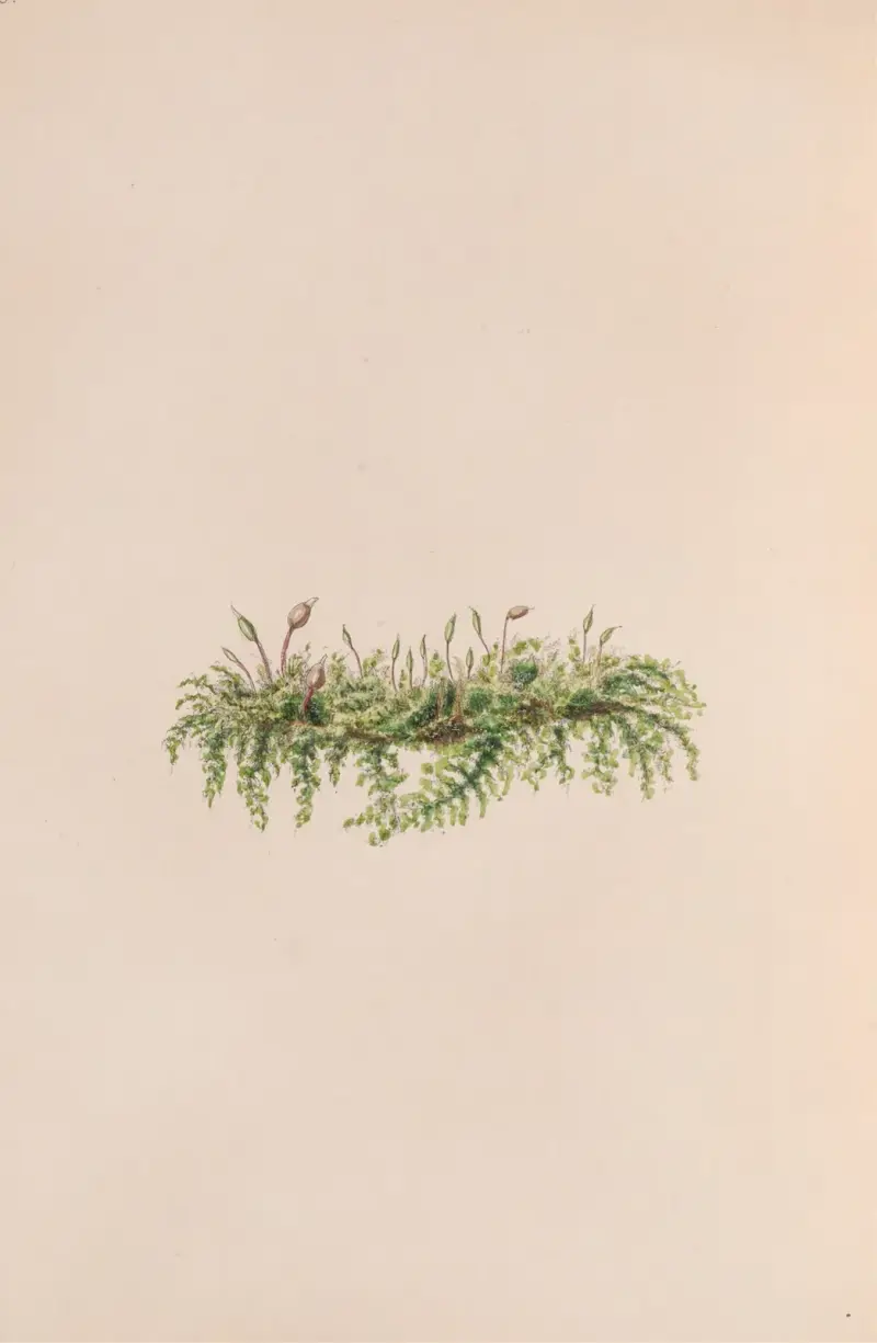 Mistel von John Stevens Henslow