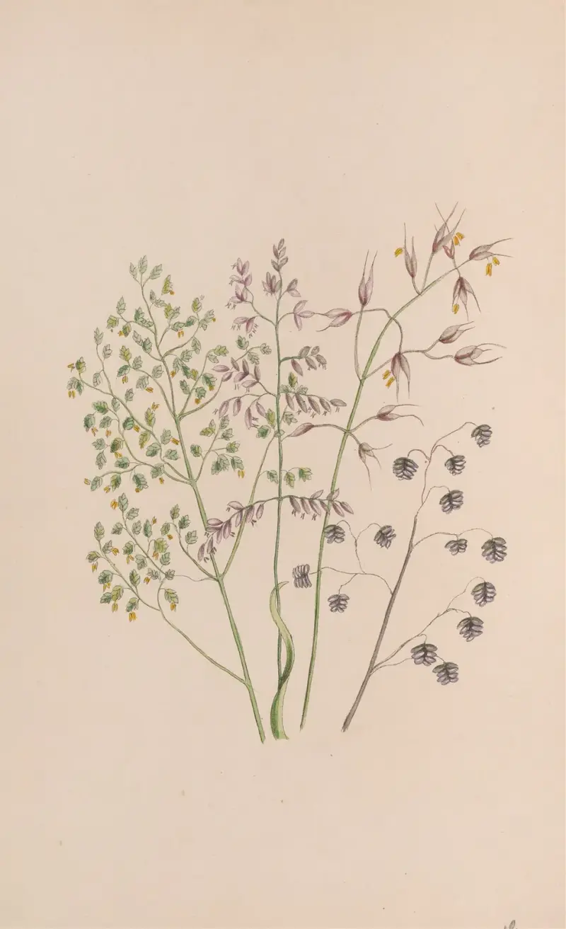 Mossros, John Stevens Henslow