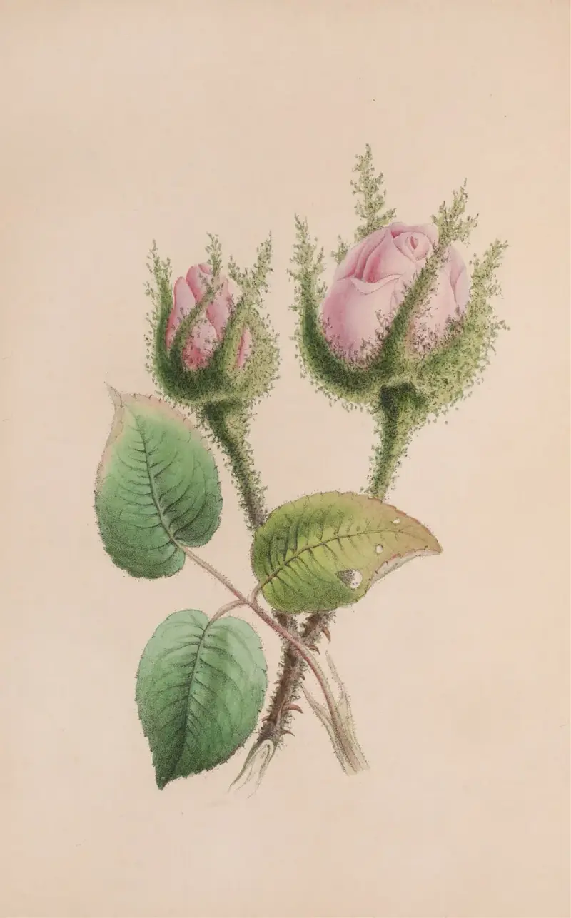 Ślaz piżmowy, John Stevens Henslow