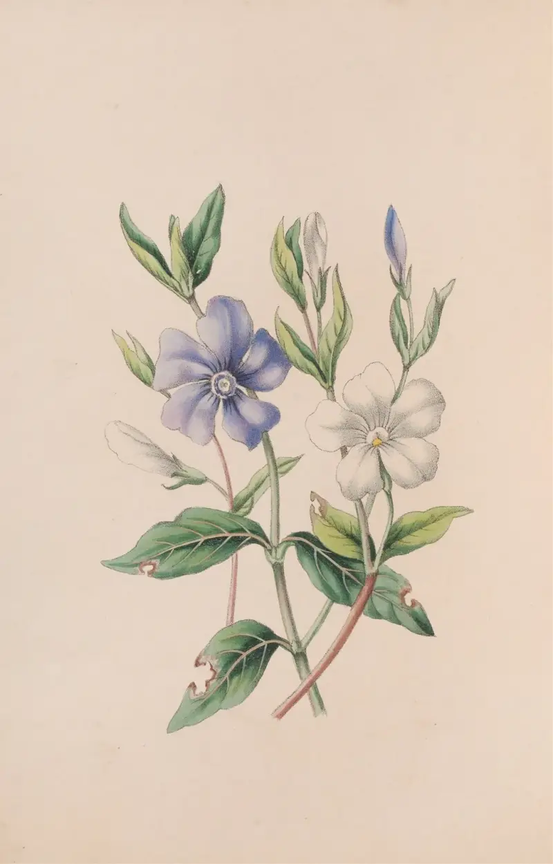 Barwinek, John Stevens Henslow