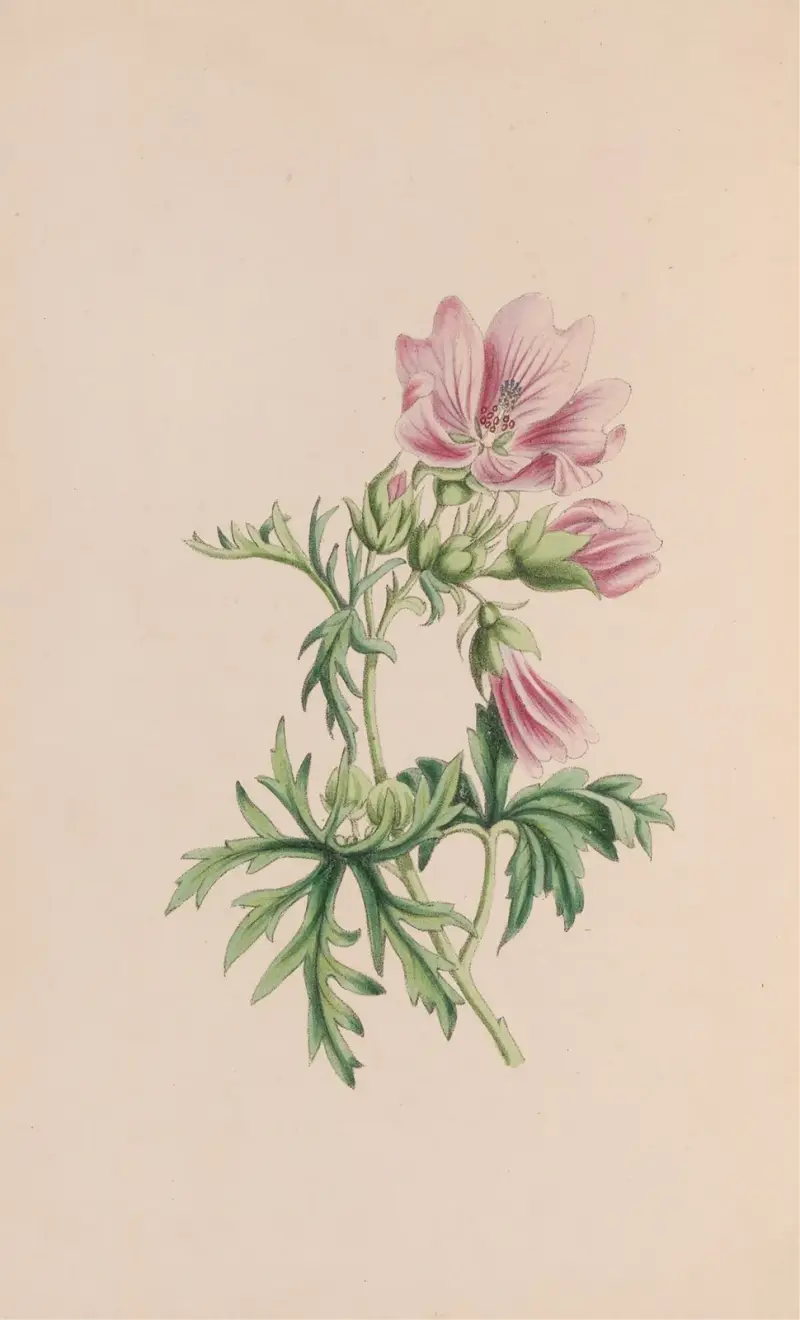 Ackerwinde von John Stevens Henslow