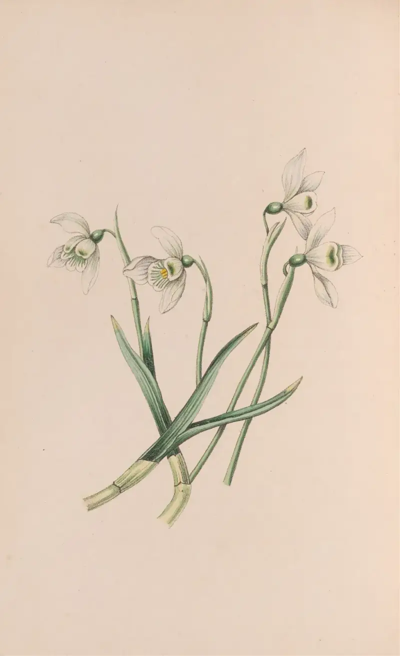Sněženka, John Stevens Henslow