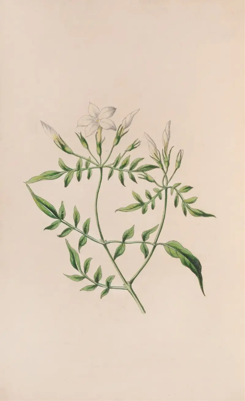 Erdbeerbaum von John Stevens Henslow