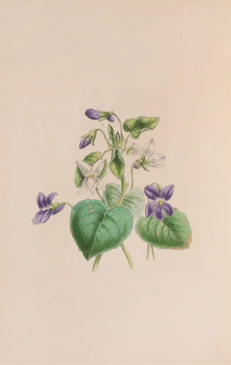 Sladce vonící violka, John Stevens Henslow