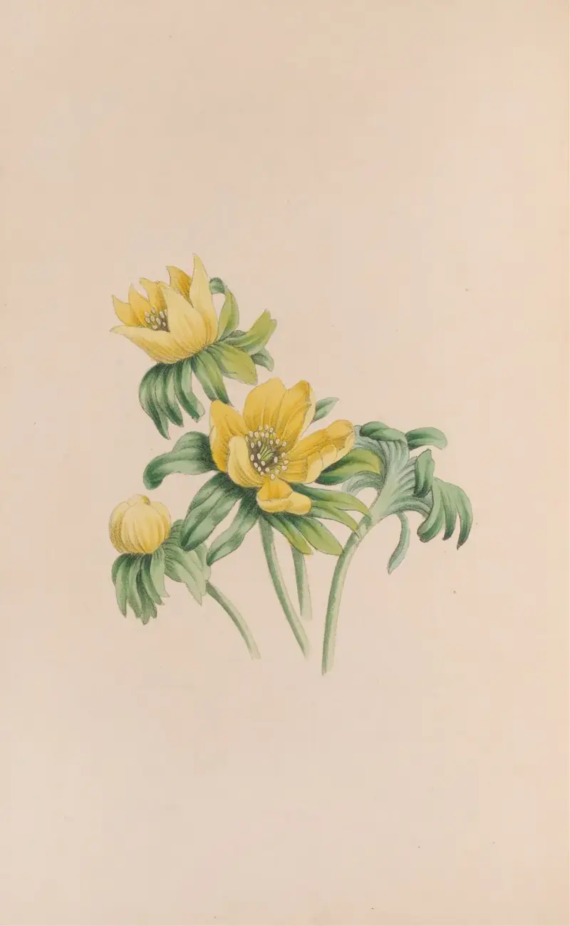 Vintergäck, John Stevens Henslow