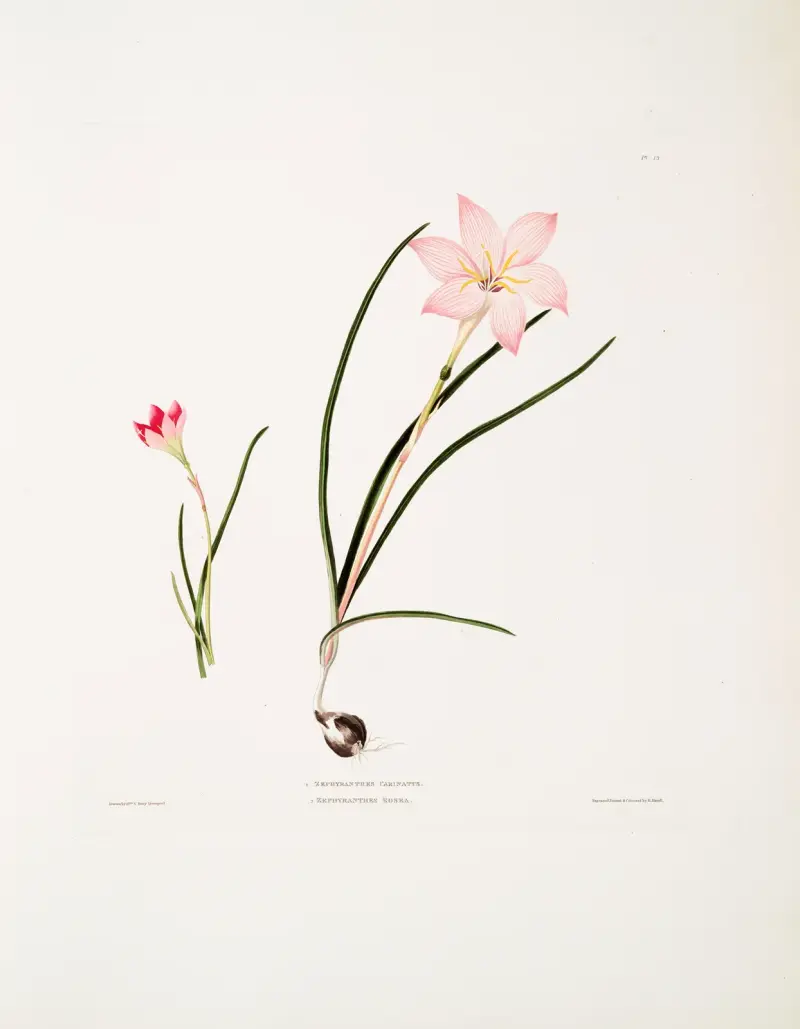 1. Zephyranthes carinatus. 2. Zephyranthes rosea. (Regnlilja) av Priscilla Susan Bury