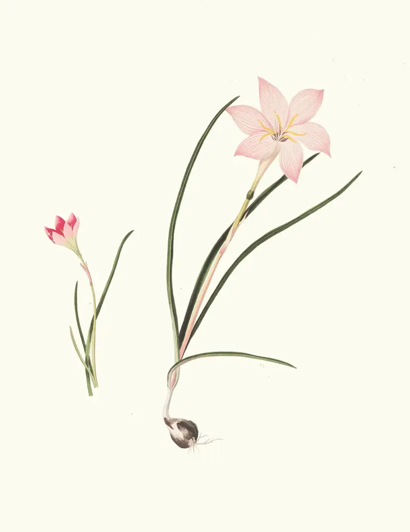1. Zephyranthes Carinatus. 2. Zephyranthes Rosea. av Priscilla Susan Bury